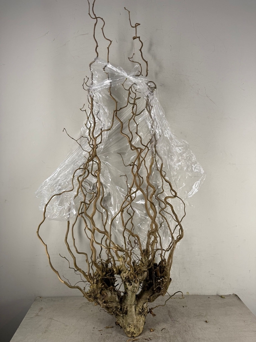 <h4>Corylus Toef</h4>