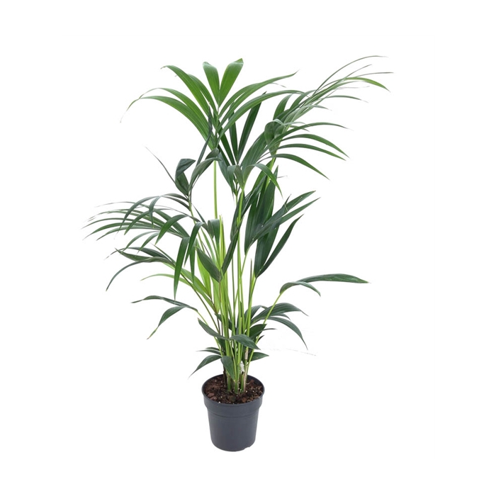 <h4>Howea Forsteriana(kentia) P19-110</h4>