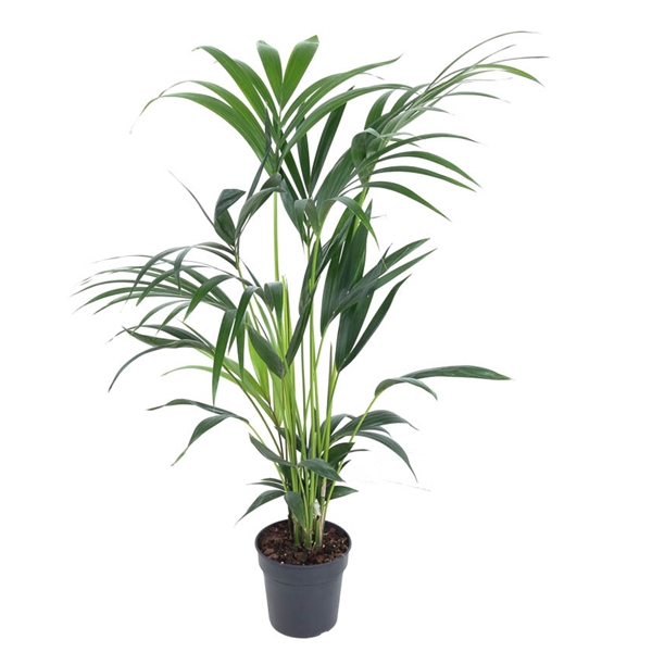 Howea Forsteriana(kentia) P19-110