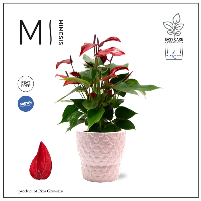<h4>Mimesis Anthurium KARMA Banderola Lava 12cm - Verona</h4>