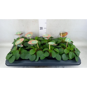Pilea peperomioides