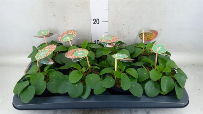 <h4>Pilea peperomioides</h4>