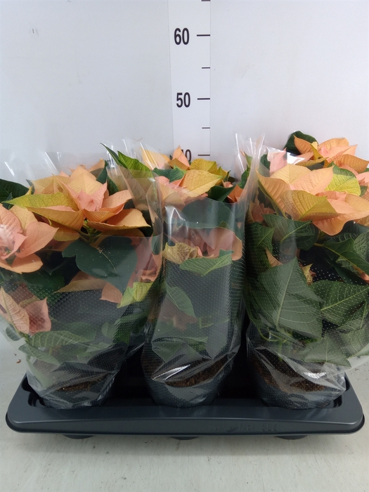 <h4>Euphorbia pulc. 'Autumn Leaves'</h4>