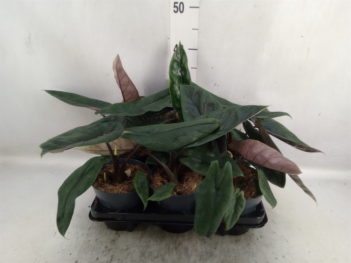 Alocasia scalprum