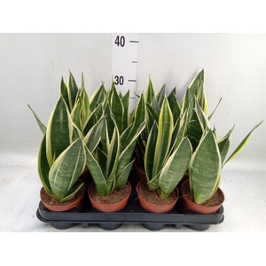 Sansevieria trifa.   ...