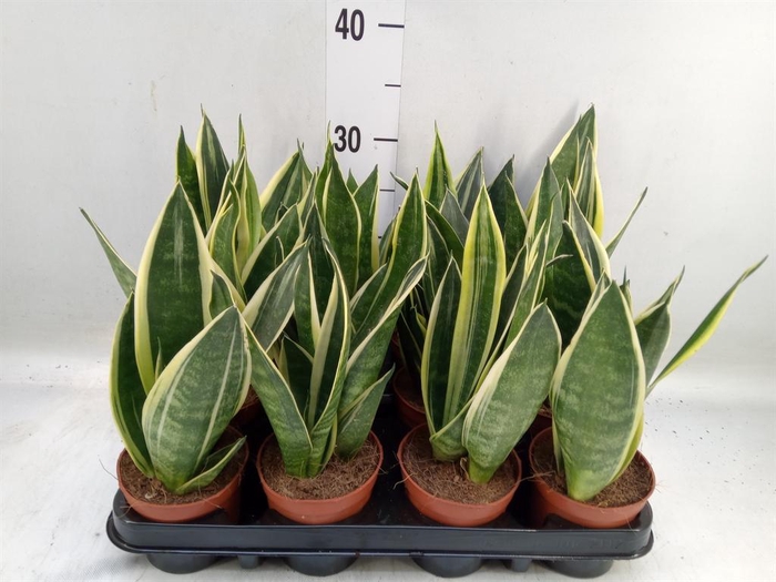 <h4>Sansevieria trifa.   ...</h4>