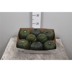 Cucurbita Groen