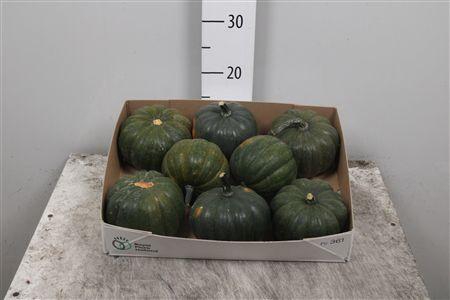 <h4>Cucurbita Groen</h4>