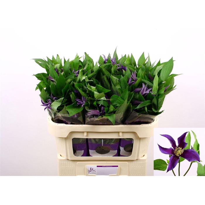 <h4>Clem Amazing Oslo</h4>