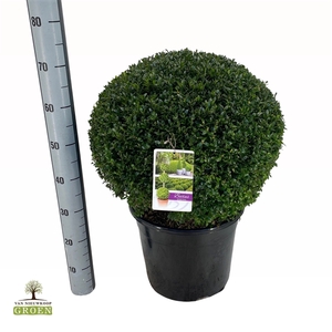 Buxus sempervirens Bol 50