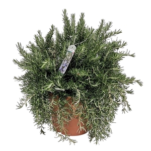Rosmarinus Prostratus Bush - 1154