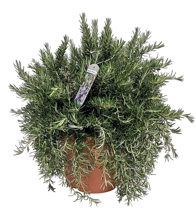 <h4>Rosmarinus Prostratus Bush - 1154</h4>