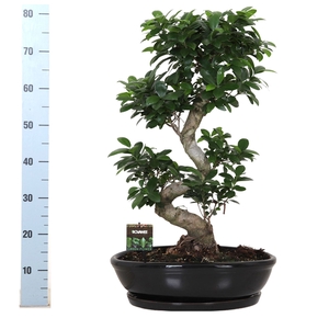 Ficus microcarpa 'Ginseng'