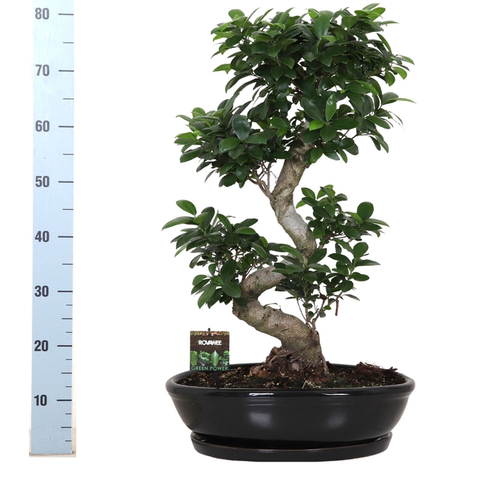<h4>Ficus microcarpa 'Ginseng'</h4>