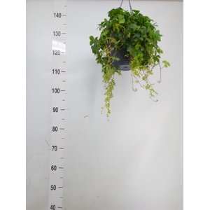 Parthenocissus  'Sugar Vine'