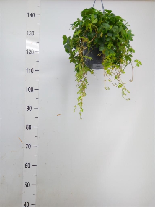 <h4>Parthenocissus  'Sugar Vine'</h4>