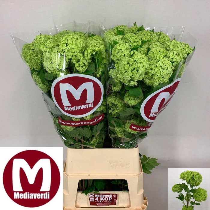 <h4>VIBURNUM ROSEUM ST</h4>