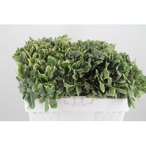PITTOSPORUM ILAN