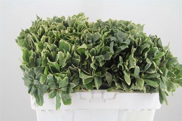 <h4>PITTOSPORUM ILAN</h4>