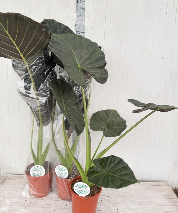 <h4>ALOC REGAL SHIELDS</h4>