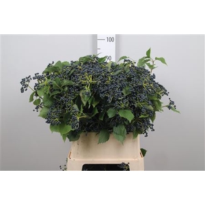 Vibur Dark Bl Herman