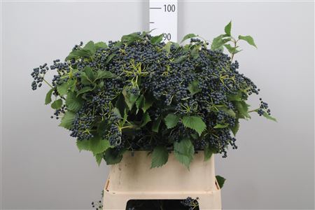 <h4>Vibur Dark Bl Herman</h4>