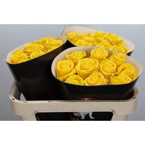 Wax-Rozen Wax Geel w19