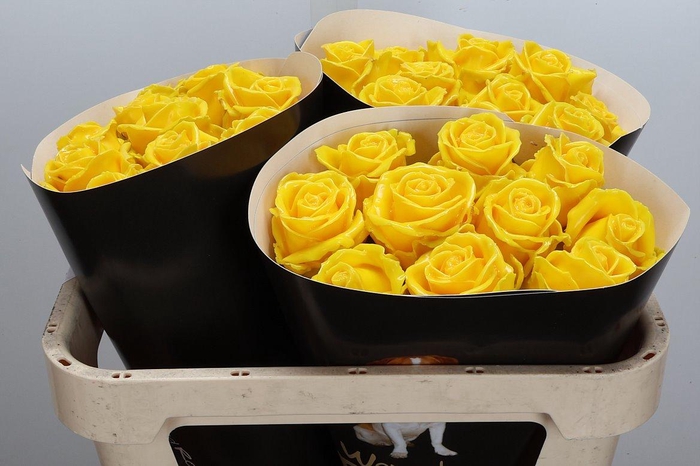 <h4>Wax-Rozen Wax Geel w19</h4>