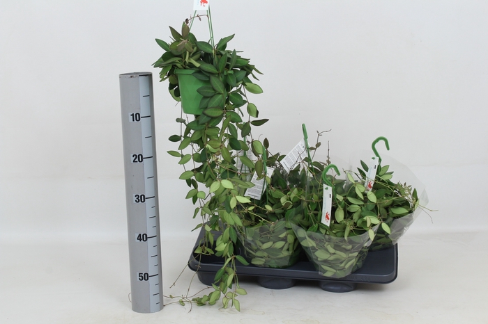 <h4>HOYA BURTONIAE</h4>
