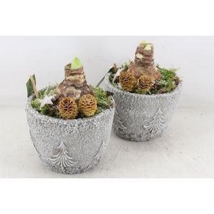 arr4 Amaryllis JS - Beton potje tree x6