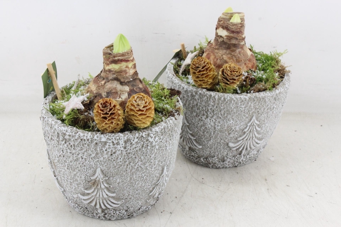 <h4>arr4 Amaryllis JS - Beton potje tree x6</h4>