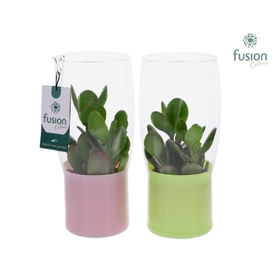 Green Bottle Tulp vaas klein met Succulent