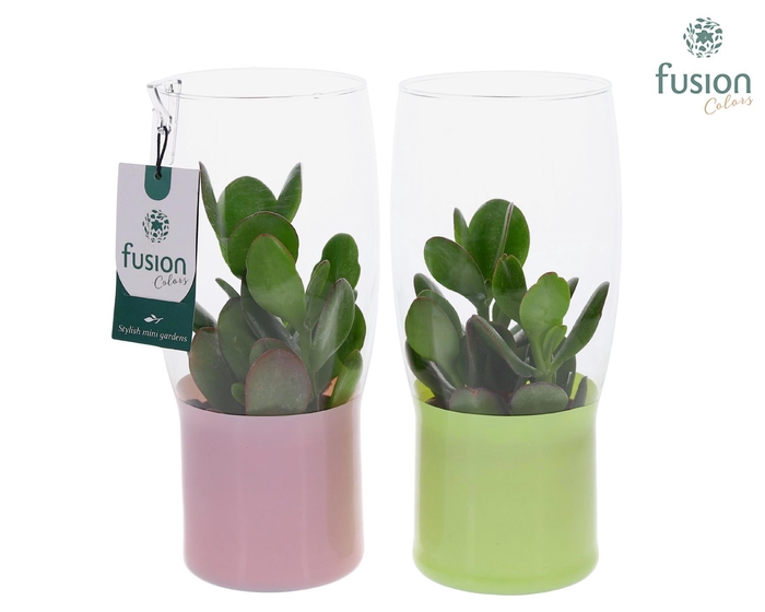 <h4>Green Bottle Tulp vaas klein met Succulent</h4>