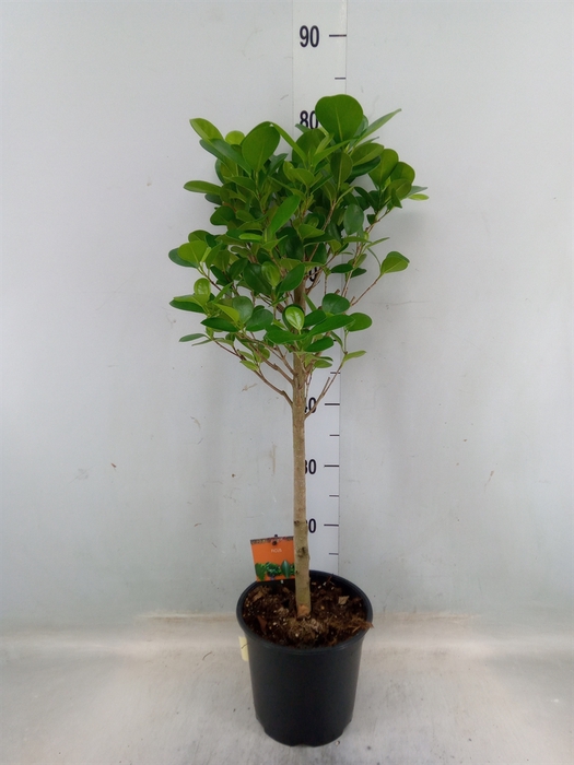 <h4>Ficus microcarpa 'Moclame'</h4>