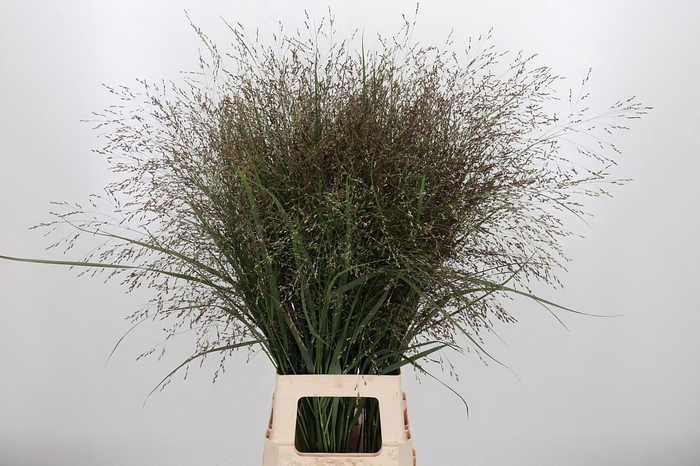 <h4>Panicum Warrior</h4>