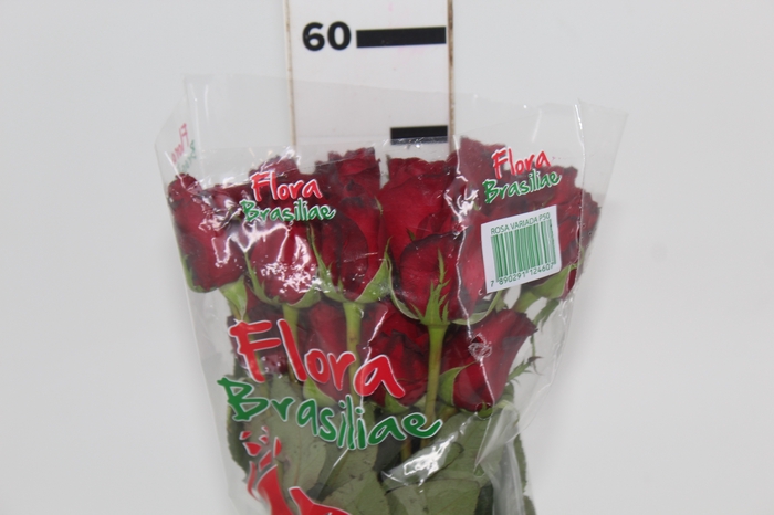 <h4>ROSA FREEDOM 050 CM ESTUFA</h4>