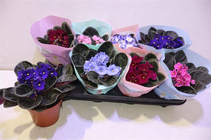 <h4>arr8 Saintp Gem</h4>