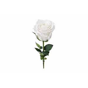 Ro Pres Stem 50cm White