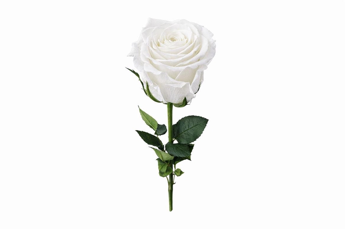 <h4>Ro Pres Stem 50cm White</h4>