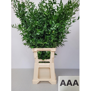 RUSCUS LANG PB 5 TAK AAA