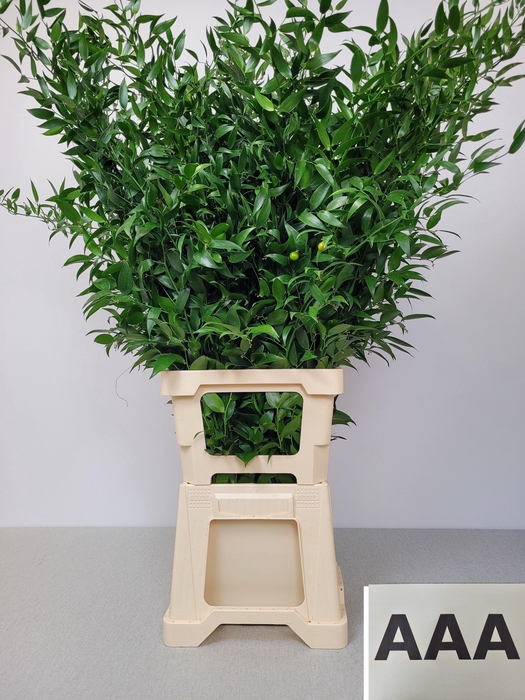 <h4>RUSCUS LANG PB 5 TAK AAA</h4>