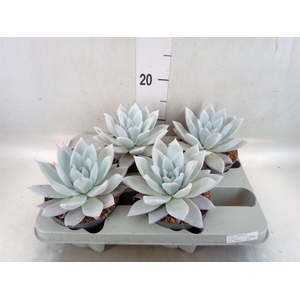 Echeveria  'Mexican Giant'