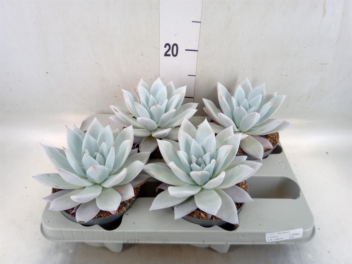<h4>Echeveria  'Mexican Giant'</h4>