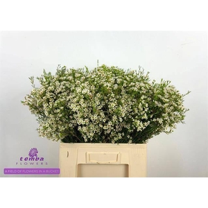 CHAME UN PEARL BUTTO