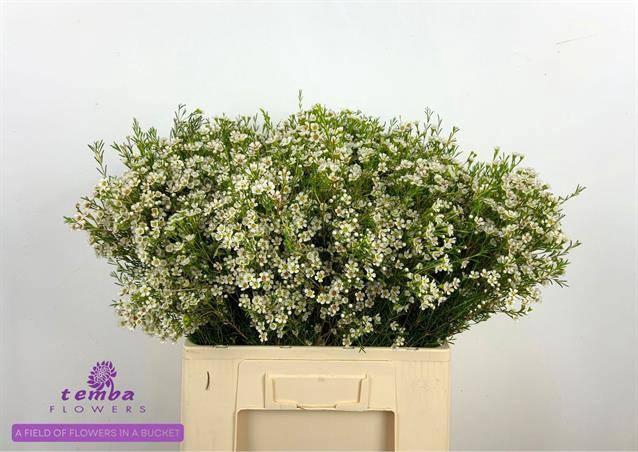 <h4>CHAME UN PEARL BUTTO</h4>