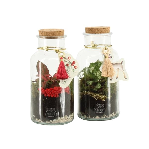 <h4>61833: X-mas terrarium</h4>