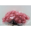 Leuco Klbh Baby Pink
