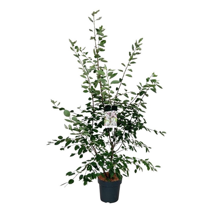 <h4>Amelanchier lamarckii</h4>