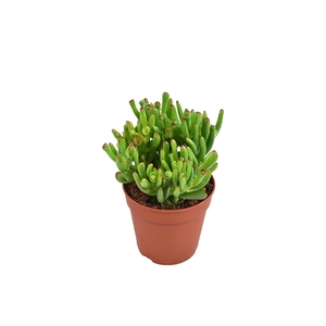 Crassula Hobbit