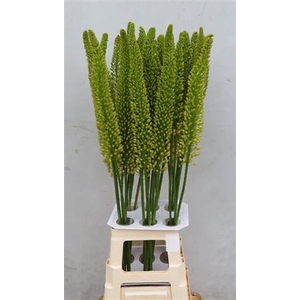 Eremurus Yell Impact 100cm